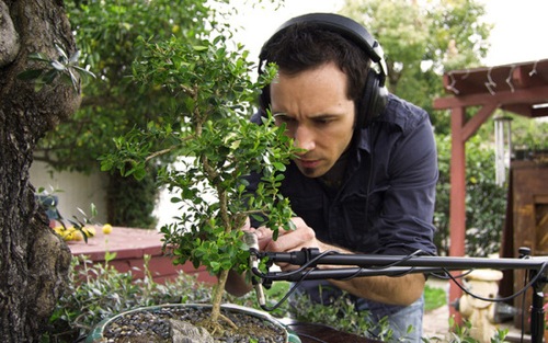 bonsai3