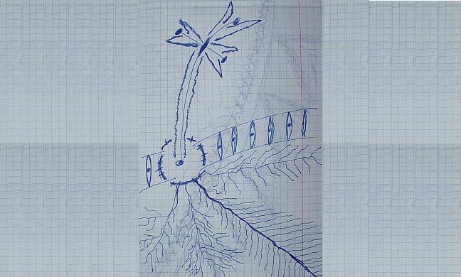 Gimimas