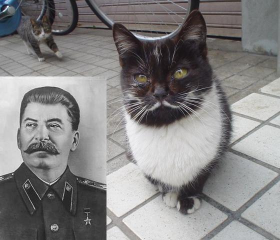 Ze_Dzermans_-_Kitler_meets_Meowseph_05