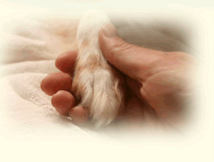 Hand-holding-paw